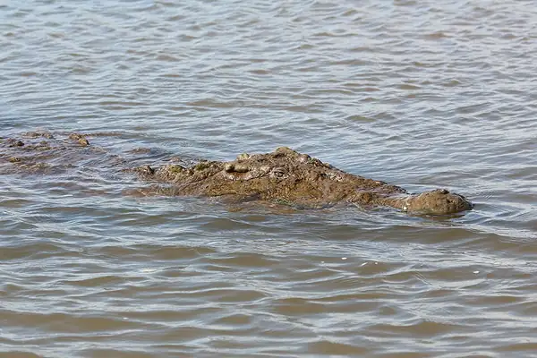 Crocodile river tour