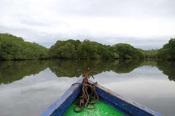 Mangrove tour